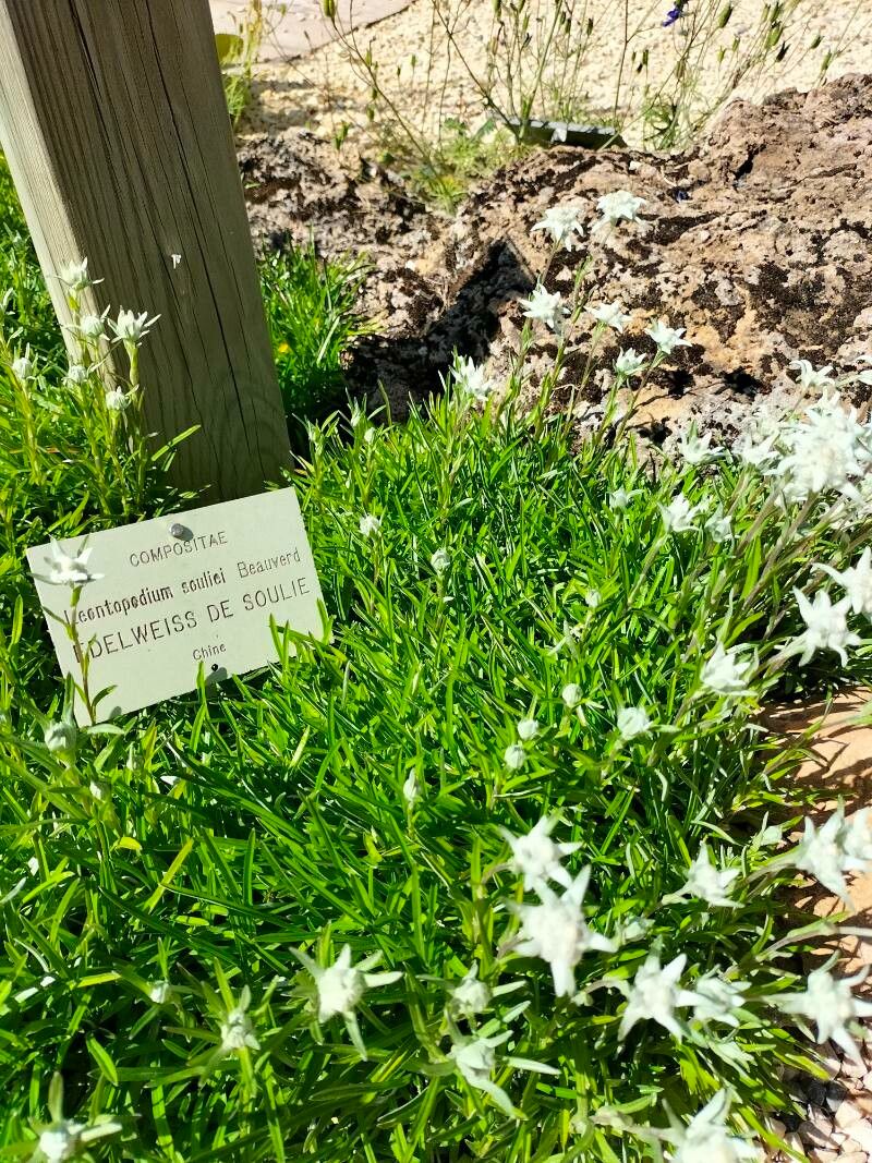 Leontopodium souliei — search result for 'Leontopodium'