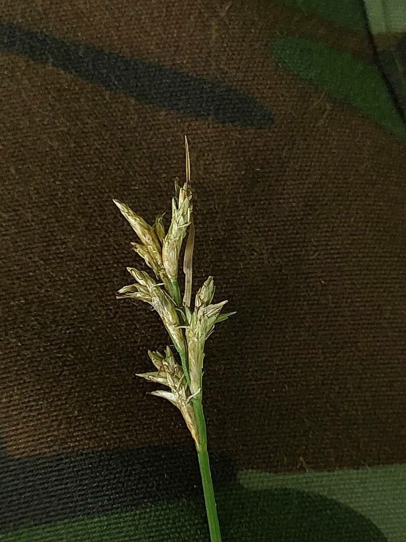 Carex brizoides fruit