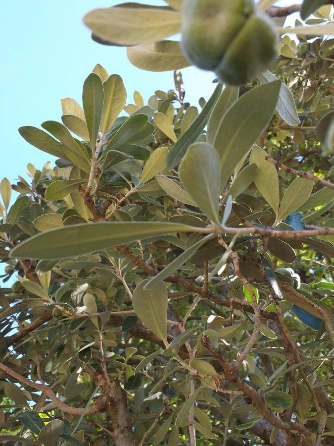 Pittosporum crassifolium leaf