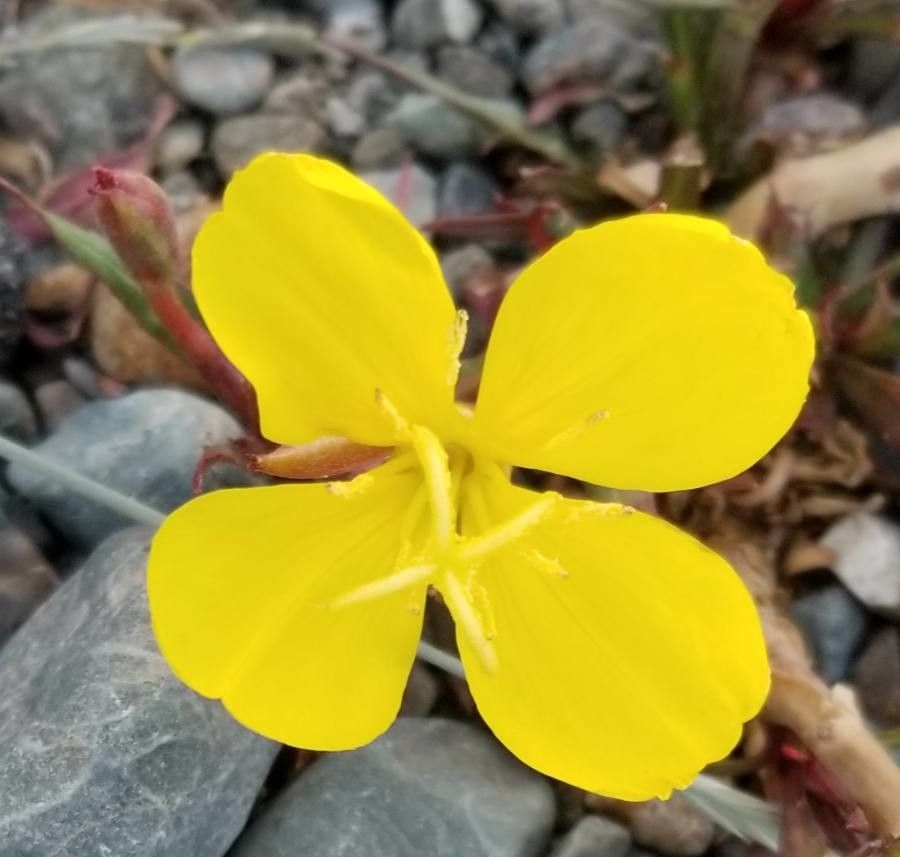 Oenothera magellanica flower