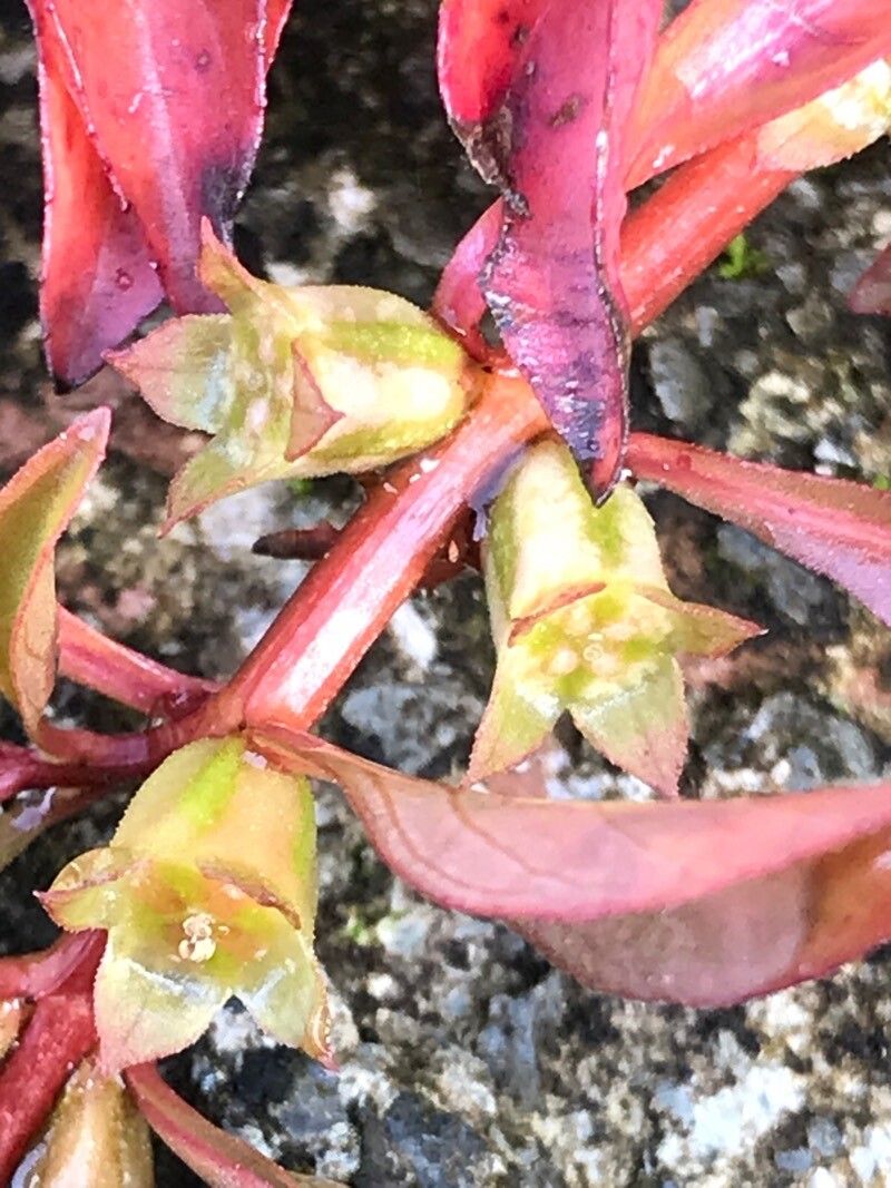 Ludwigia palustris fruit