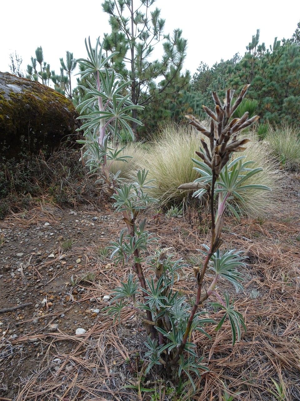Lupinus montanus leaf