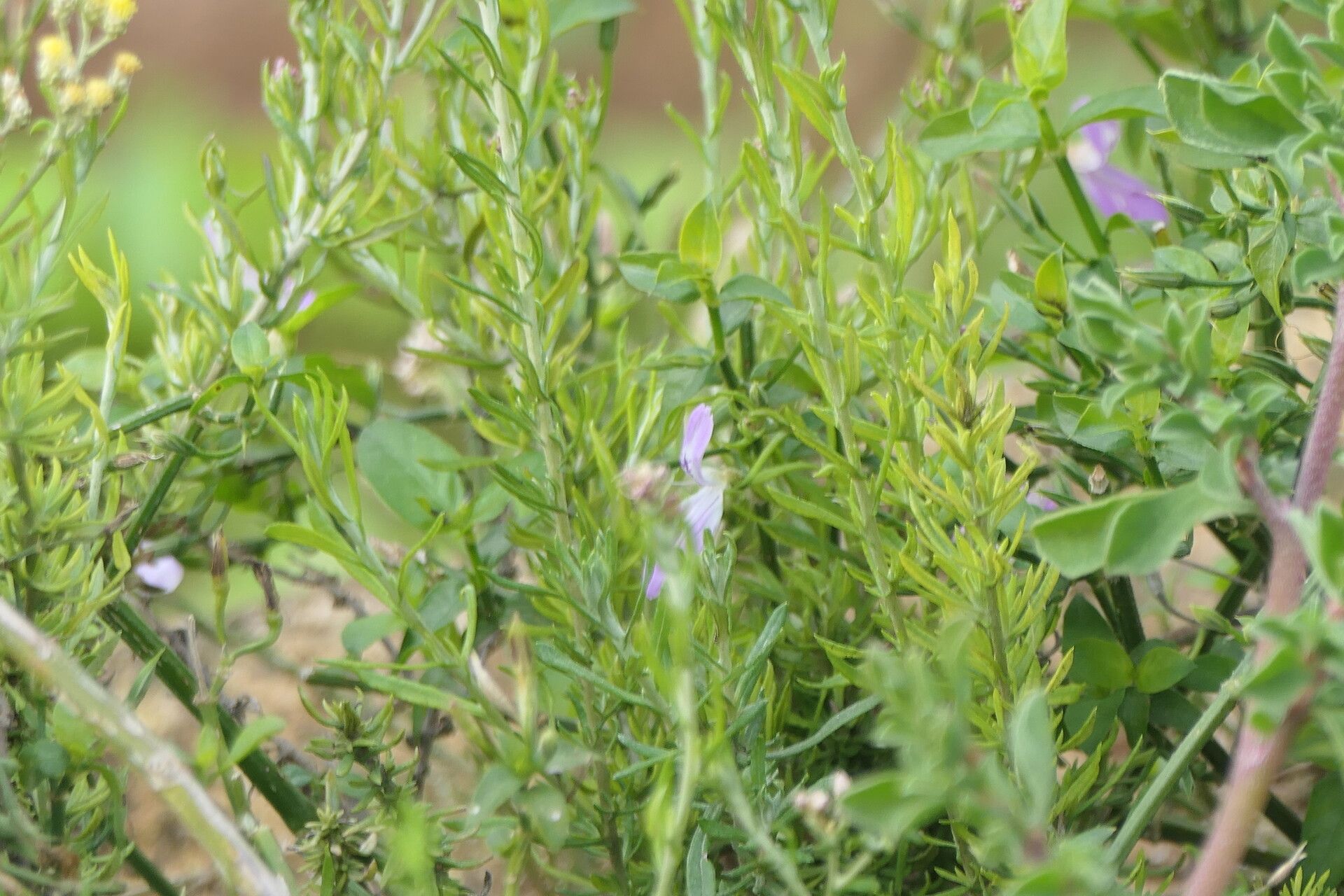 Peristrophe cernua — related species from the same genus