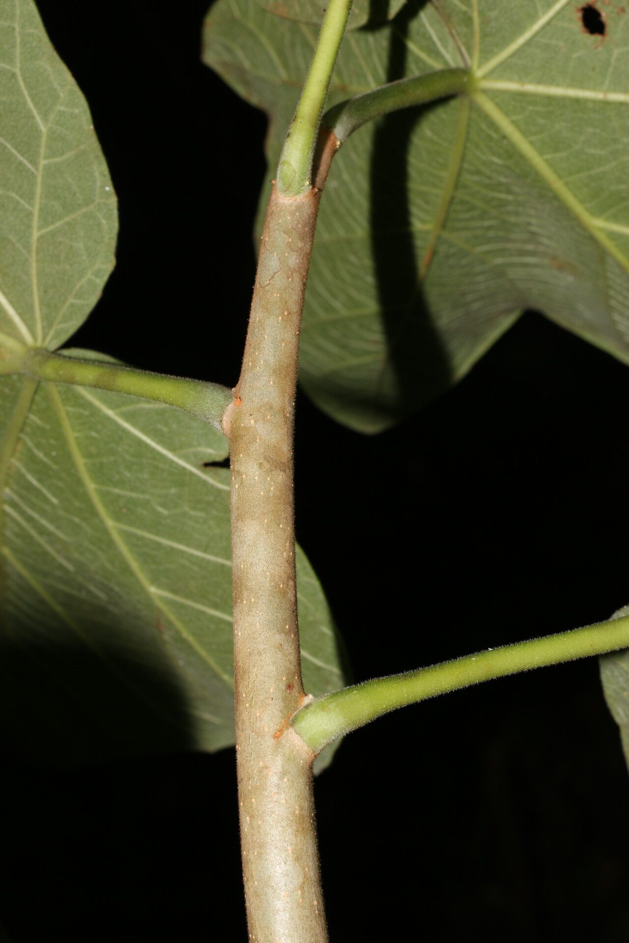 Jatropha costaricensis bark