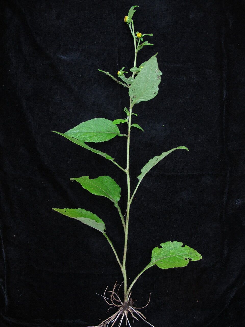 Carpesium nepalense habit