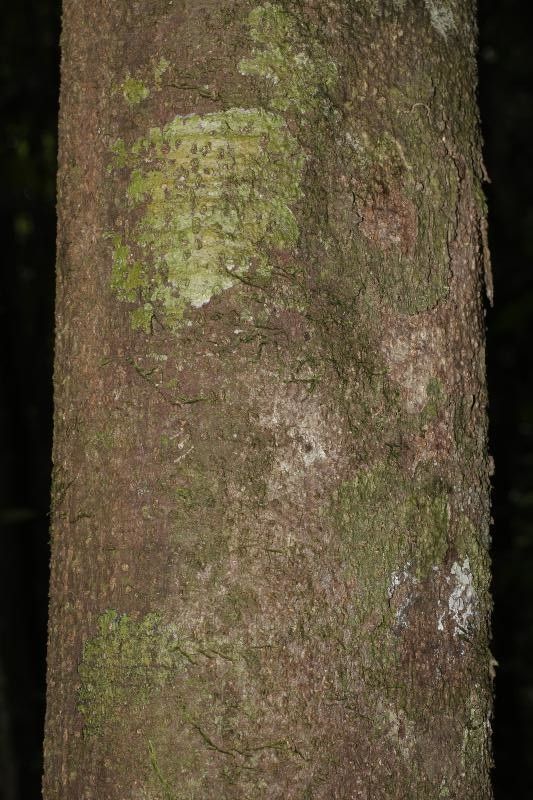 Sterculia frondosa bark