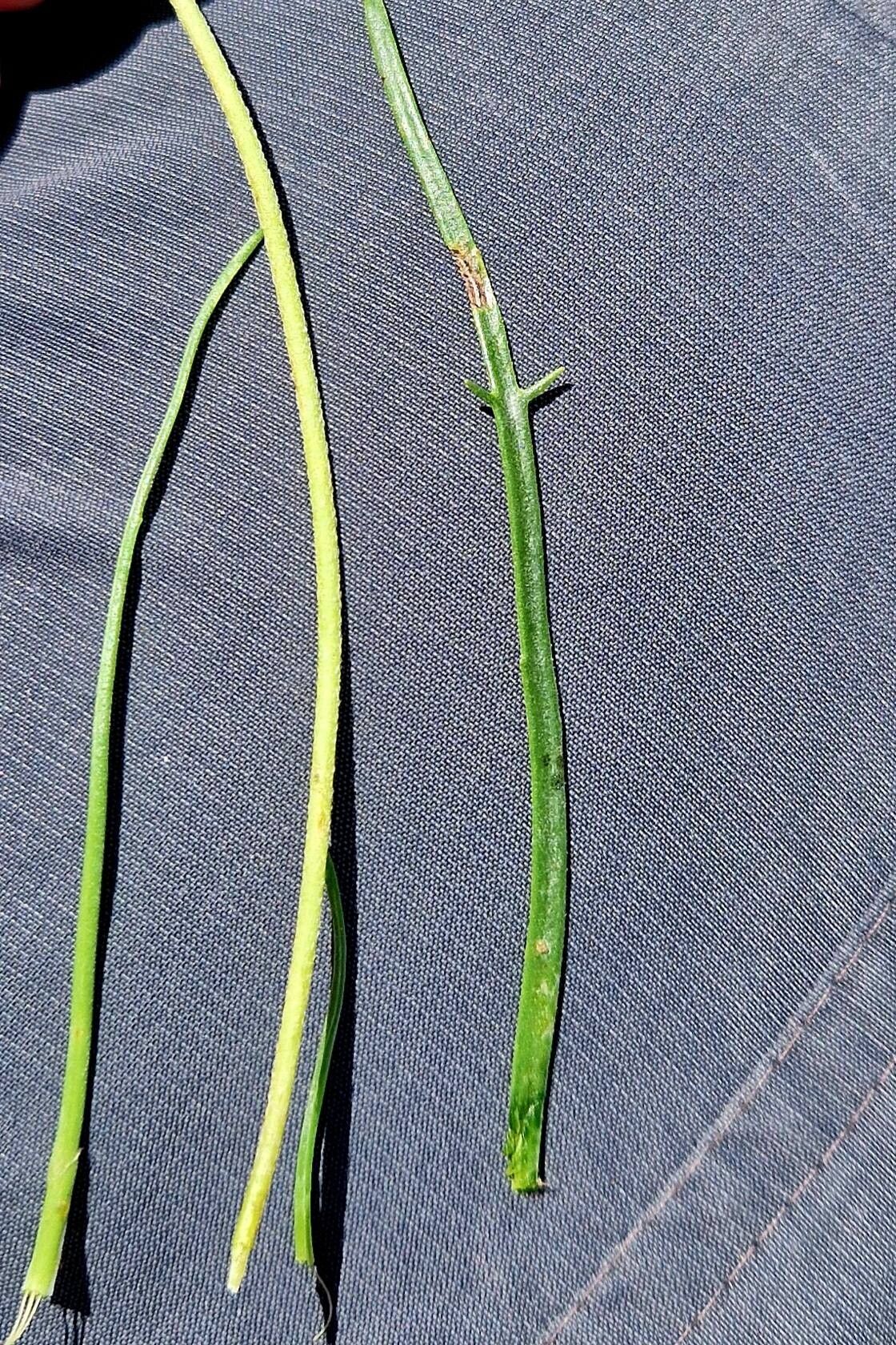 Plantago strictissima — search result for 'Plantago'