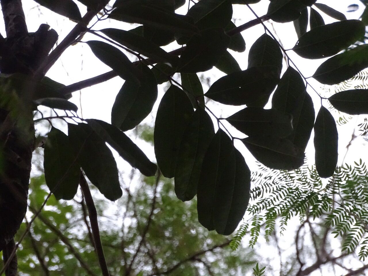 Khaya senegalensis — search result for 'Senegal'