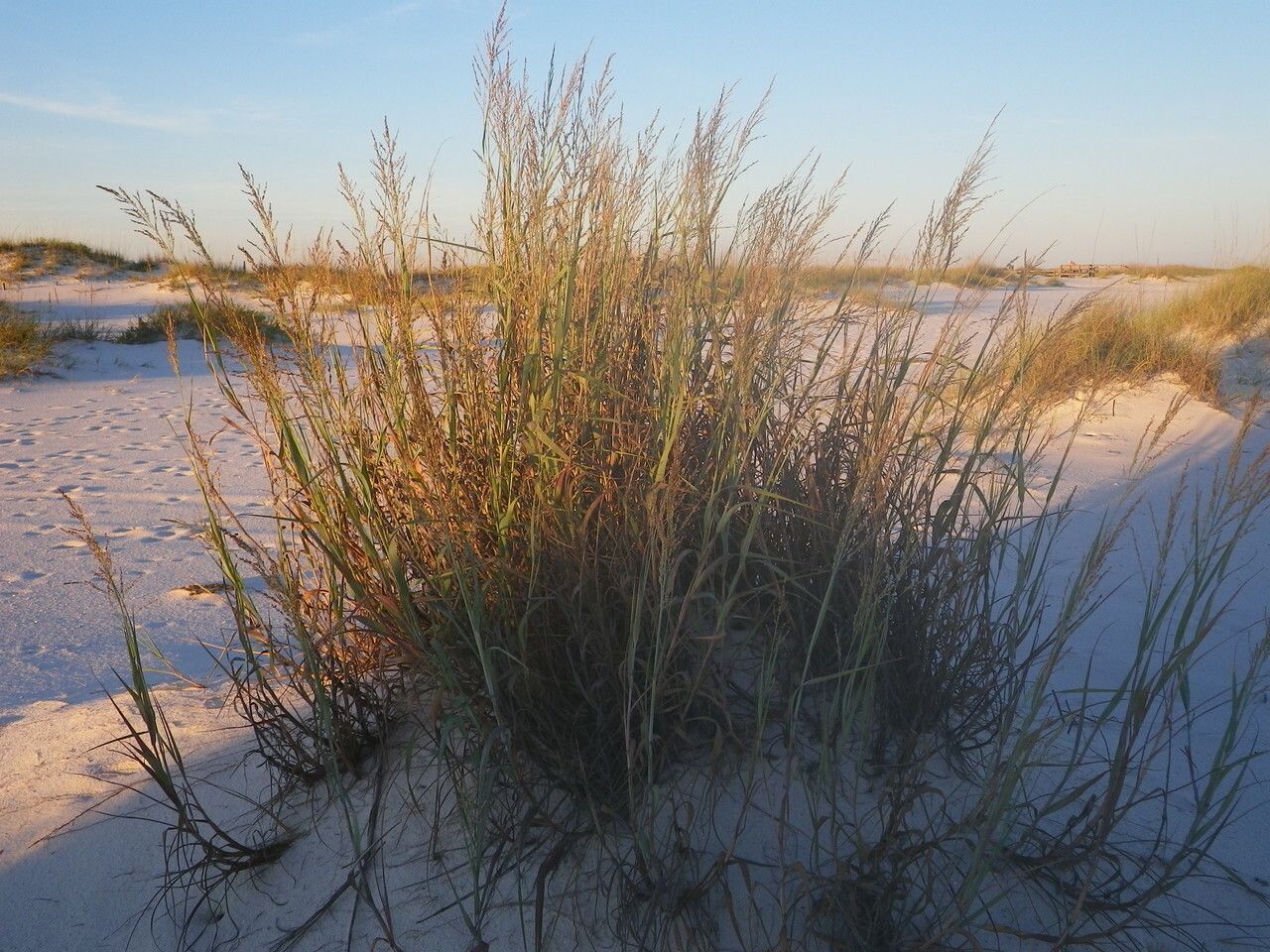 Panicum amarum habit