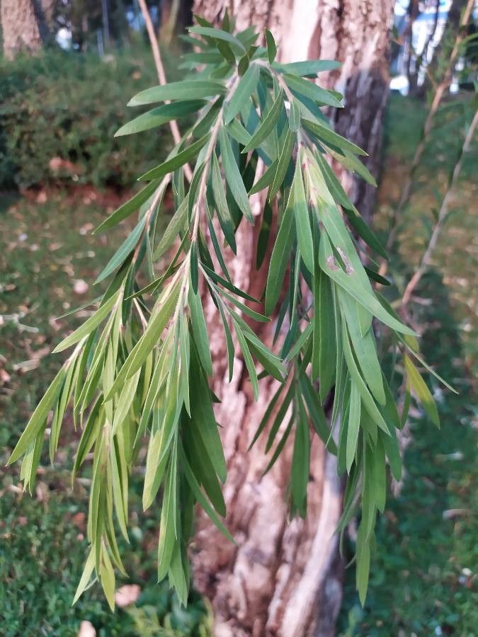 Callistemon lanceolatus — houseplant care guide