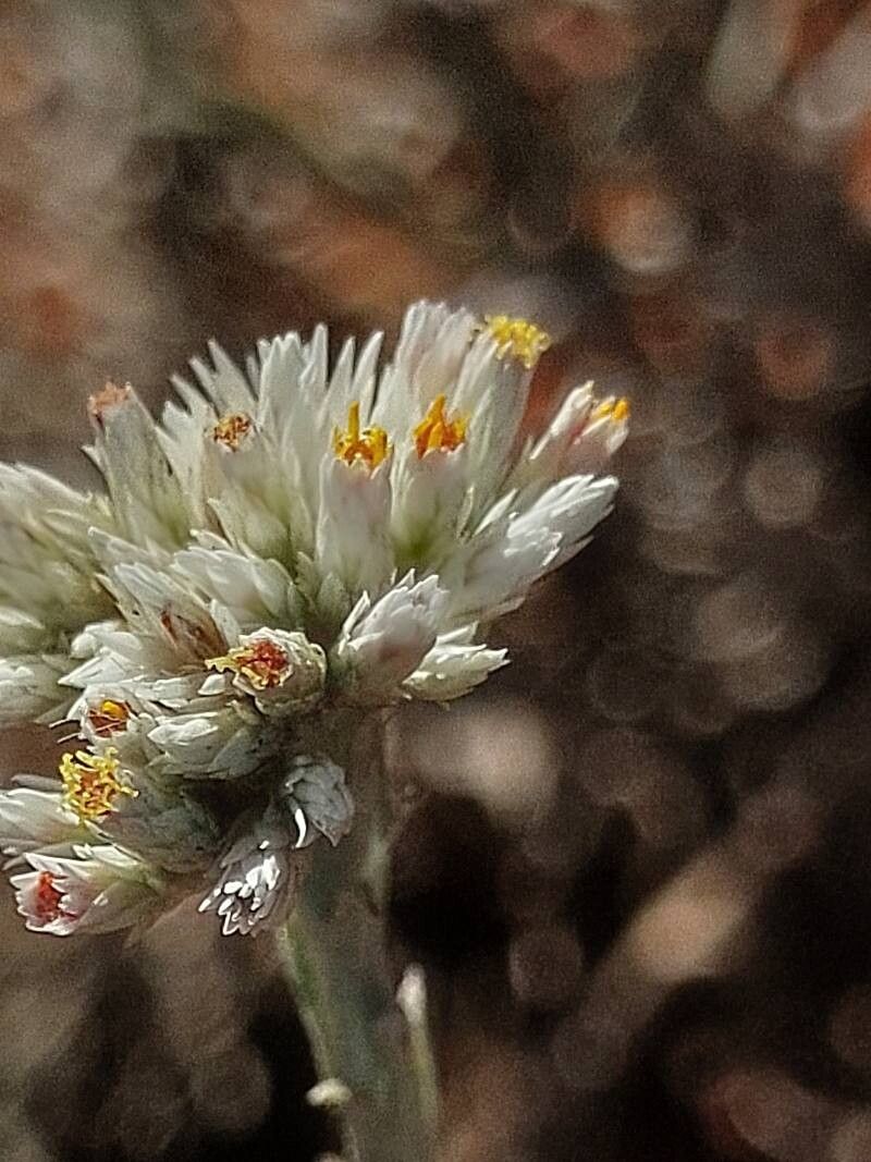 Helichrysum microcephalum flower