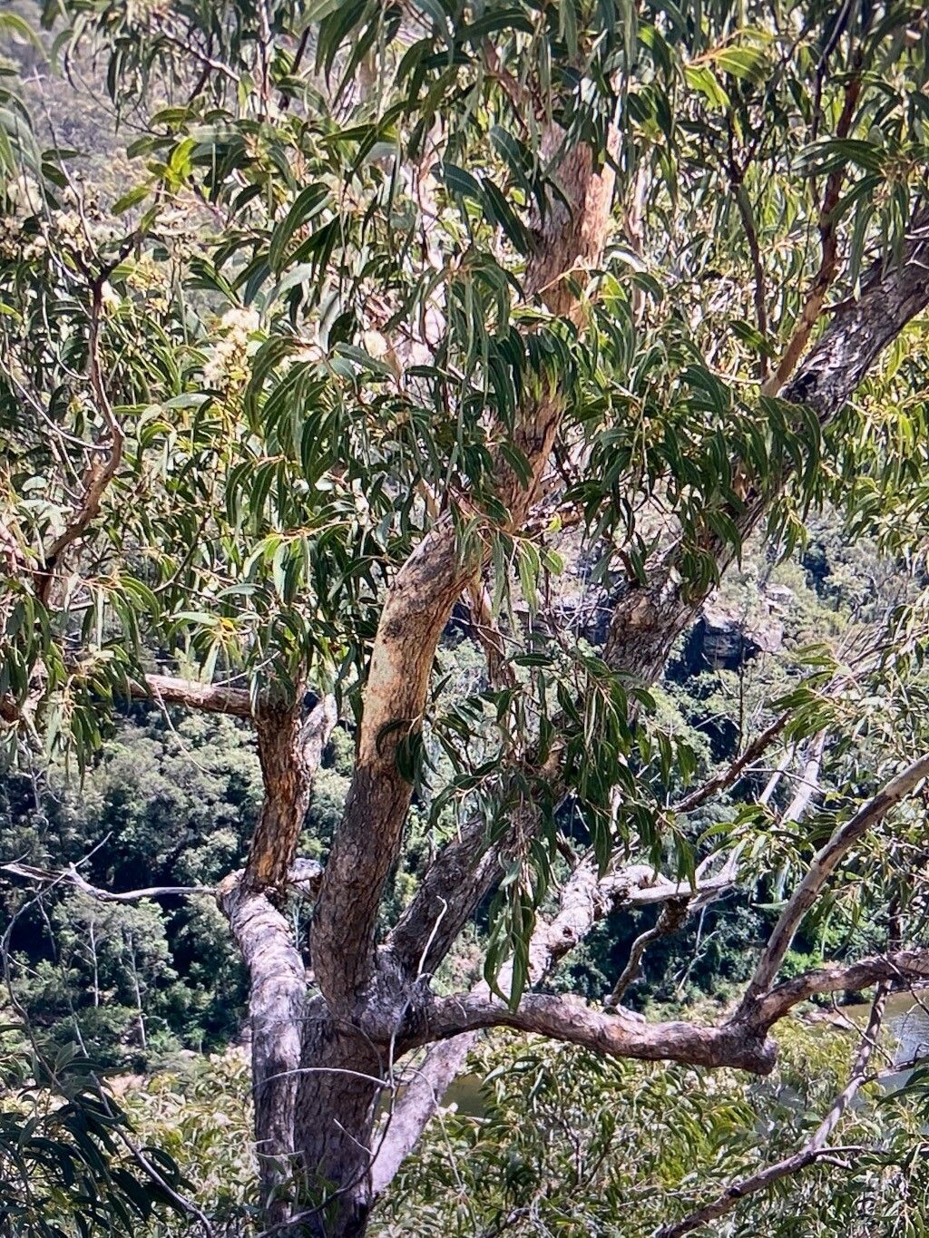 Corymbia eximia habit