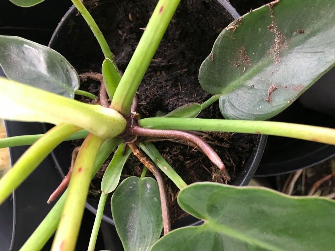 Thaumatophyllum corcovadense bark