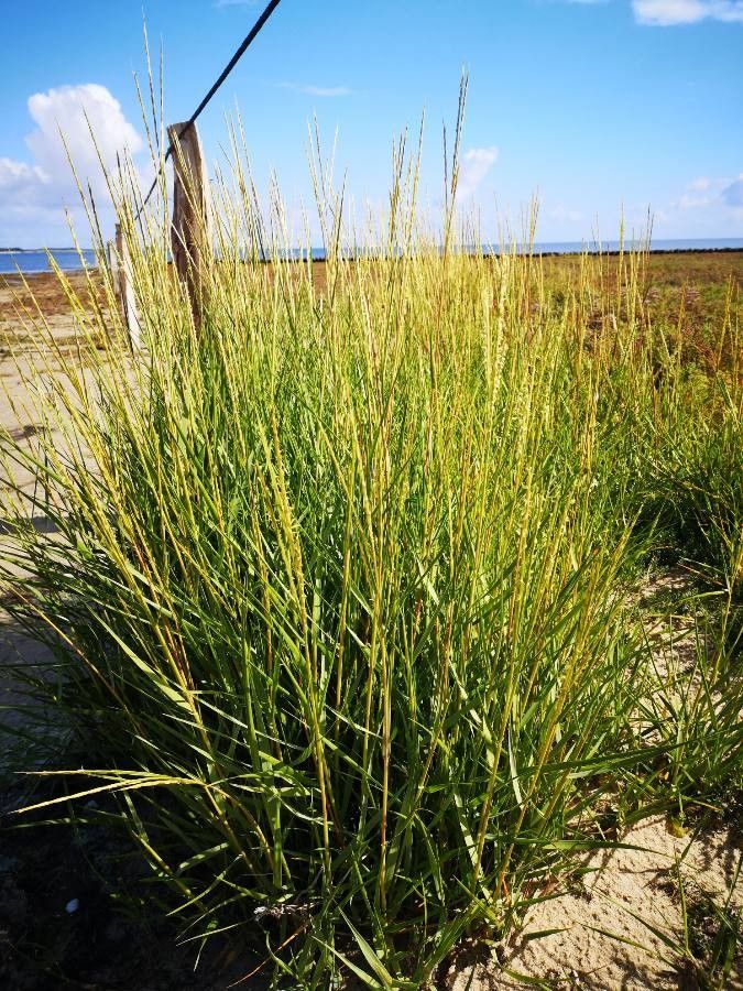 Spartina anglica habit