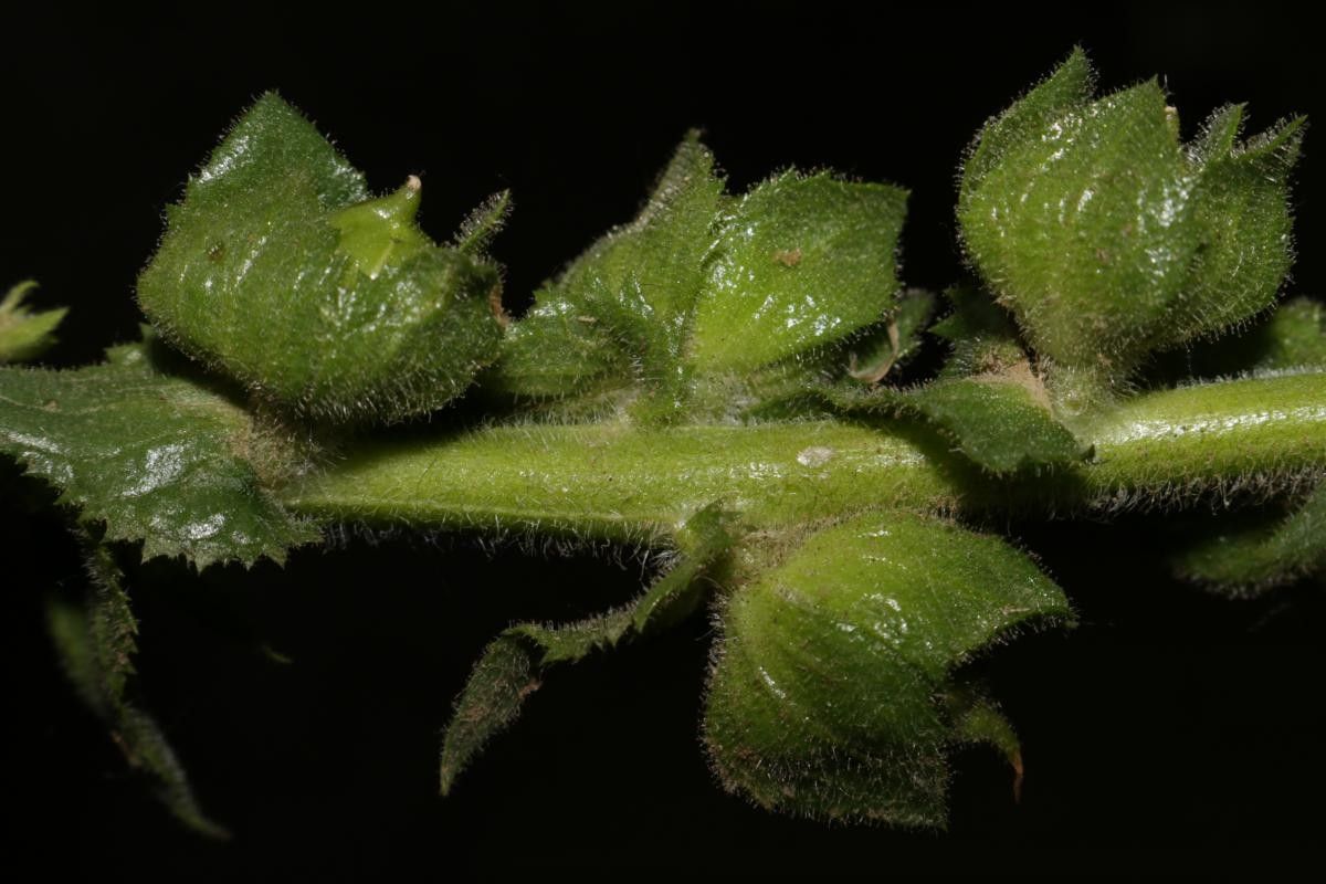 Verbascum creticum fruit