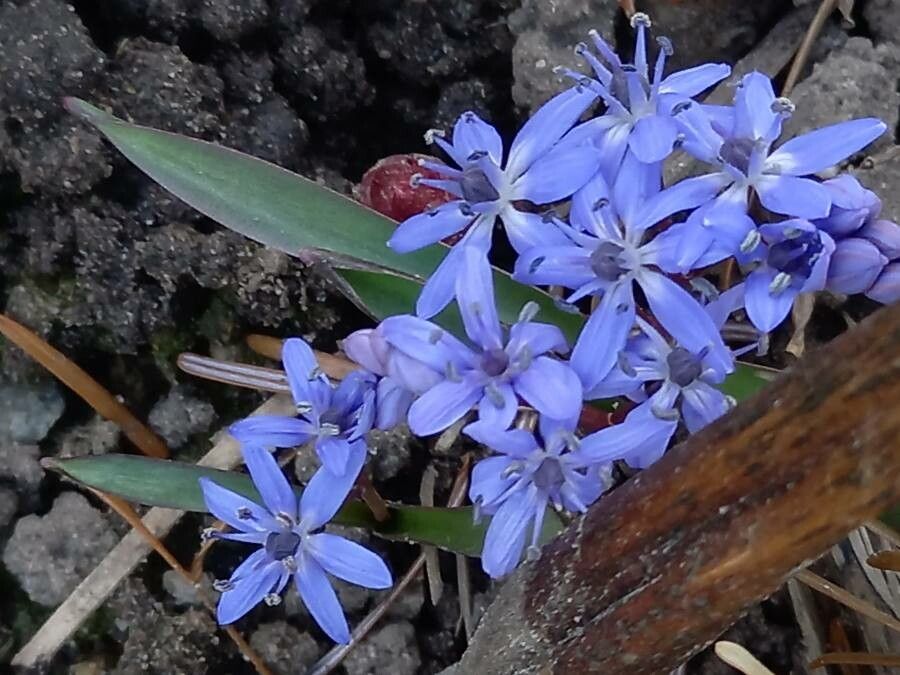 Scilla bifolia flower