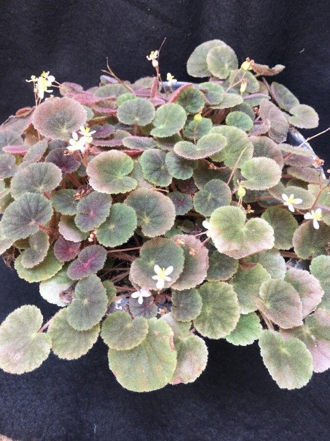 Begonia hoehneana habit