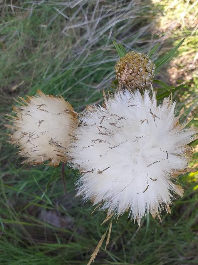 Rhaponticum coniferum fruit