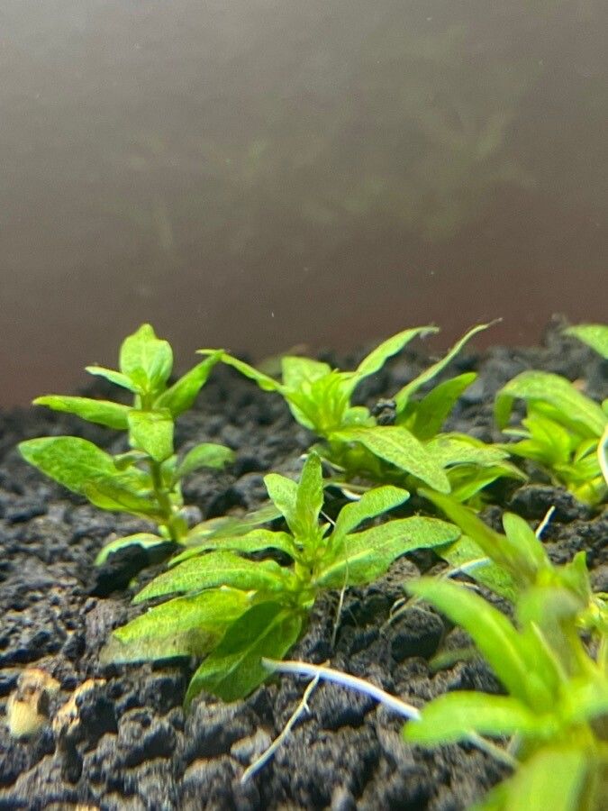 Staurogyne repens — search result for 'Guyana'