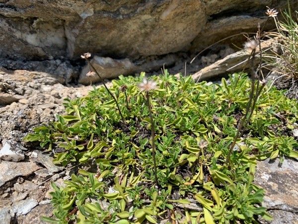 Globularia repens fruit