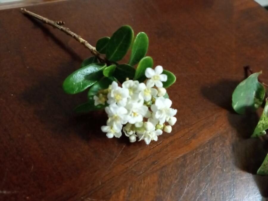 Viburnum obovatum flower