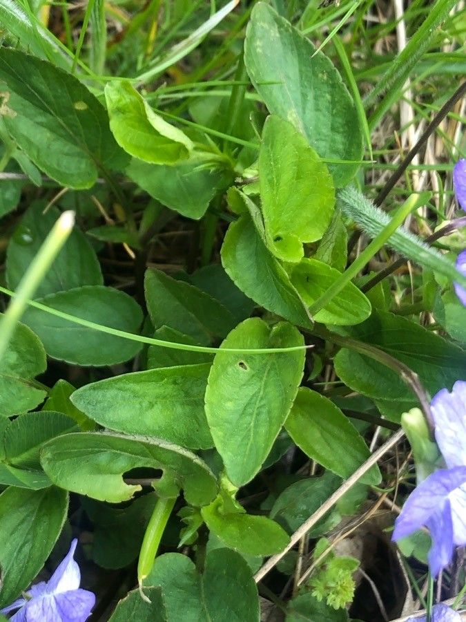 Viola canina — search result for 'Viola'