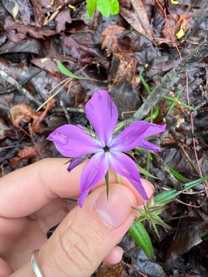 Phlox amoena flower