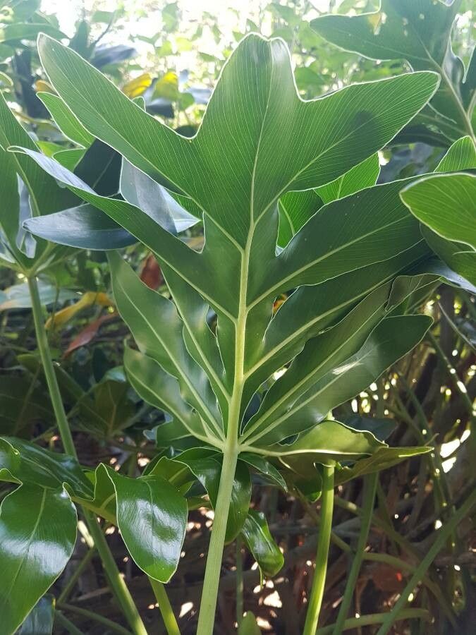 Philodendron adamantinum leaf