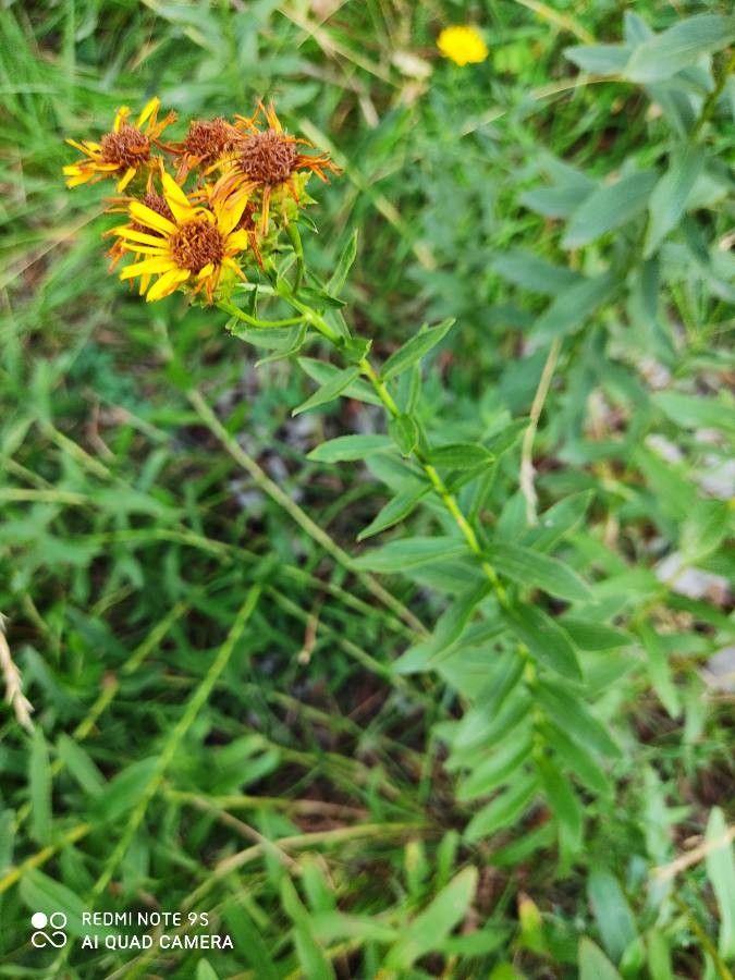Inula spiraeifolia flower