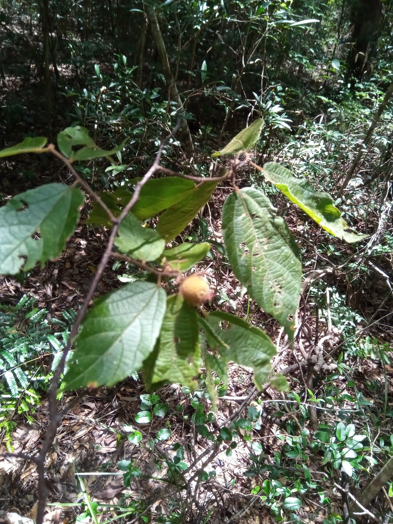 Grewia pervillei leaf