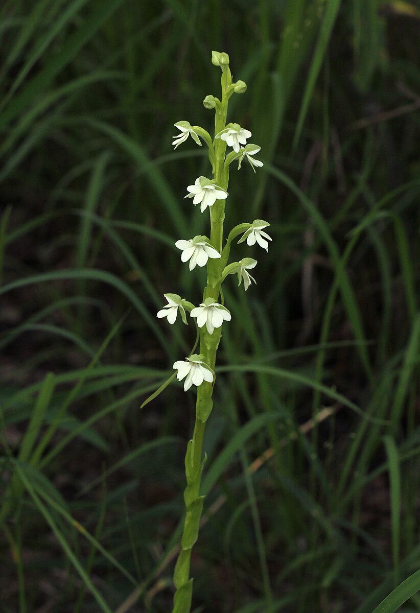 Habenaria galactantha flower