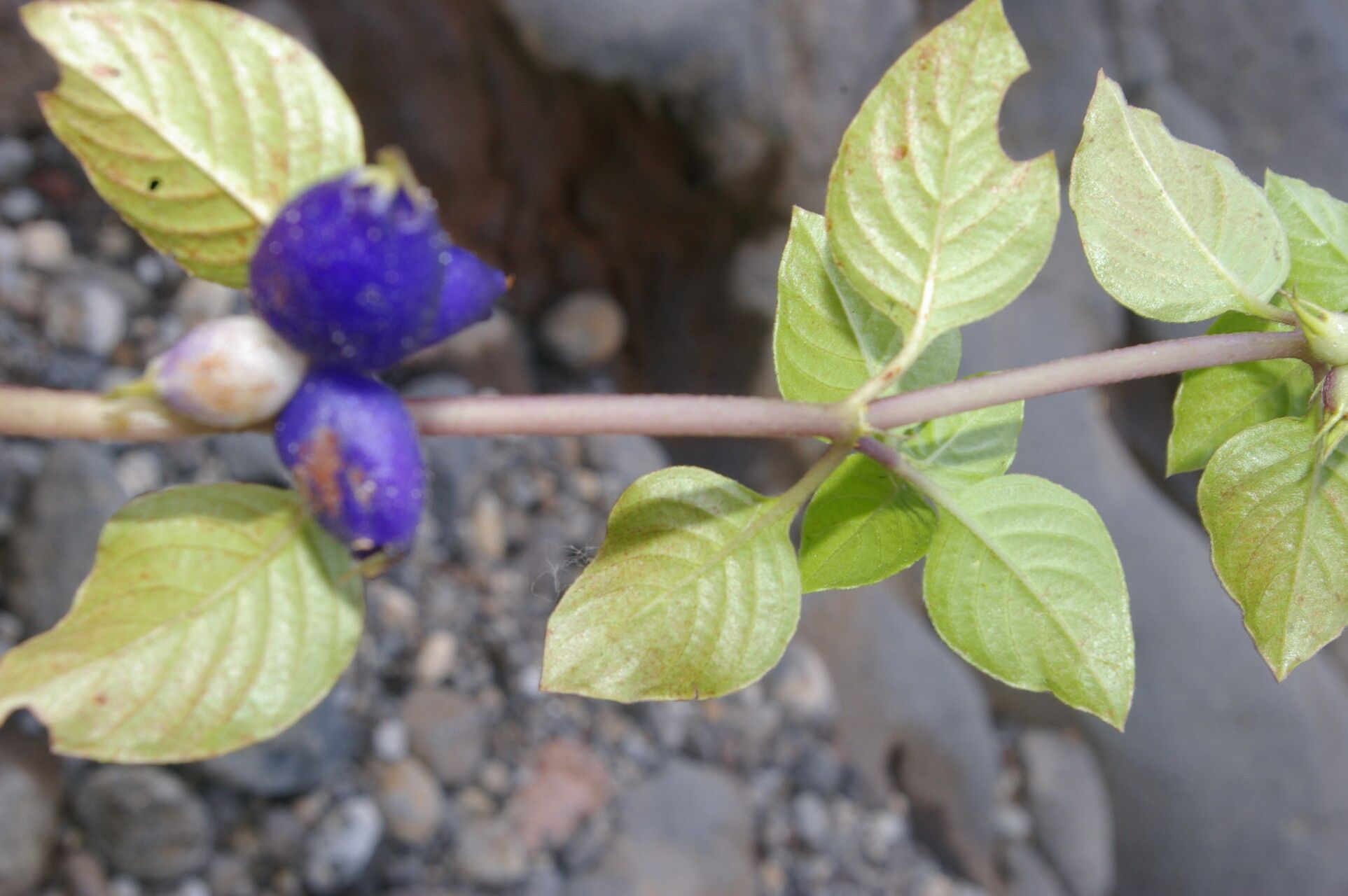Coccocypselum herbaceum flower