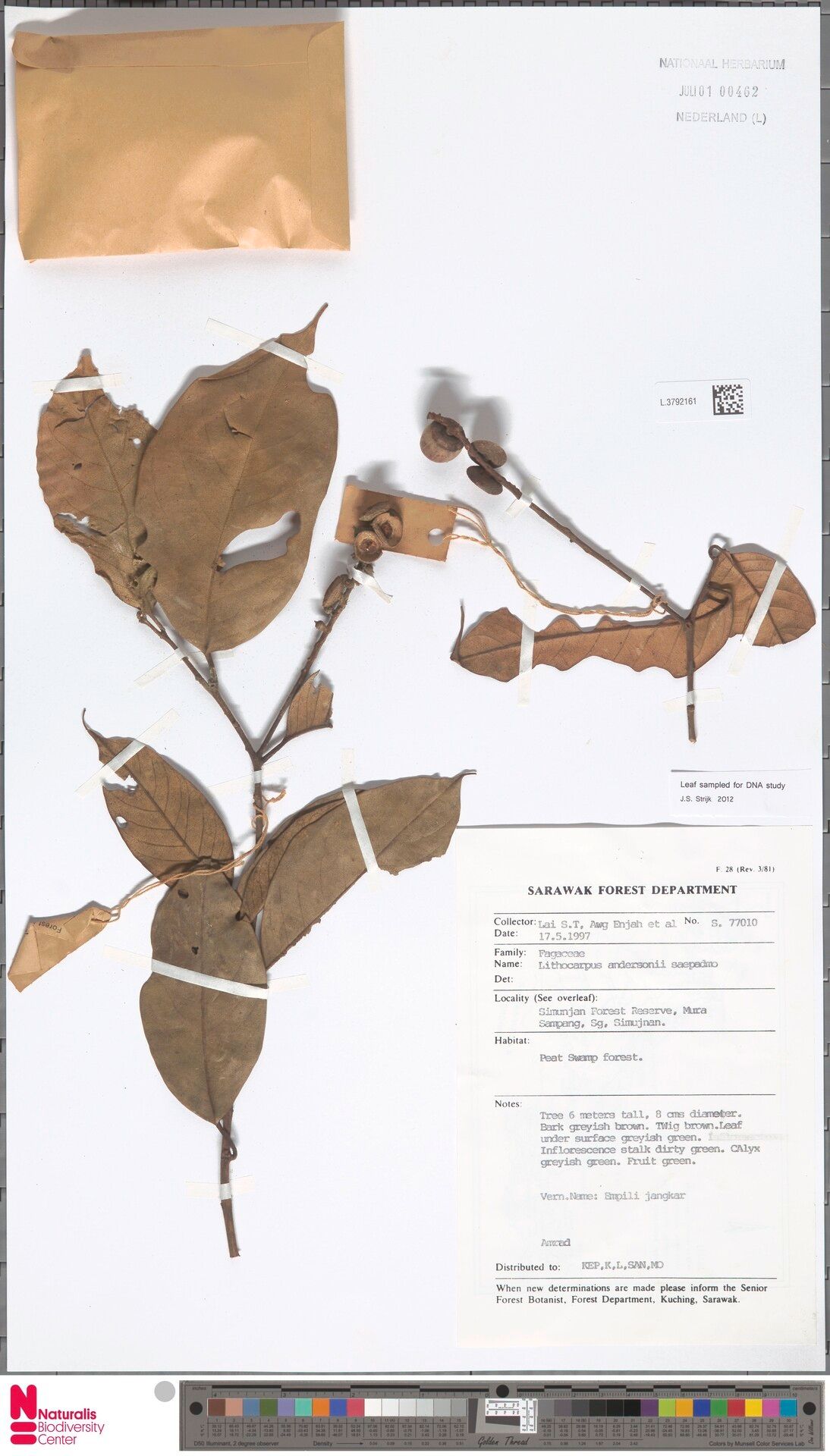 Lithocarpus andersonii — search result for 'Lithocarpus'