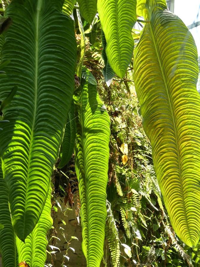Anthurium veitchii leaf