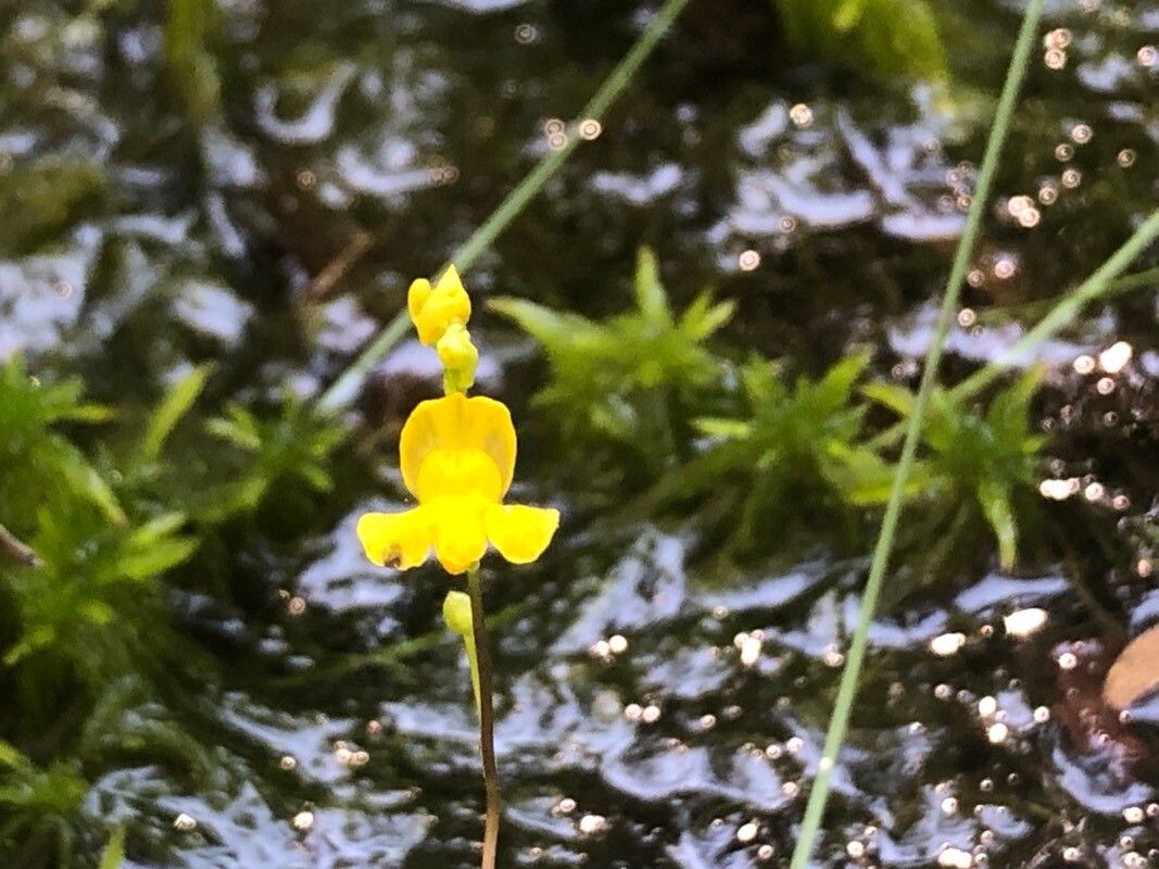 Utricularia geminiscapa flower