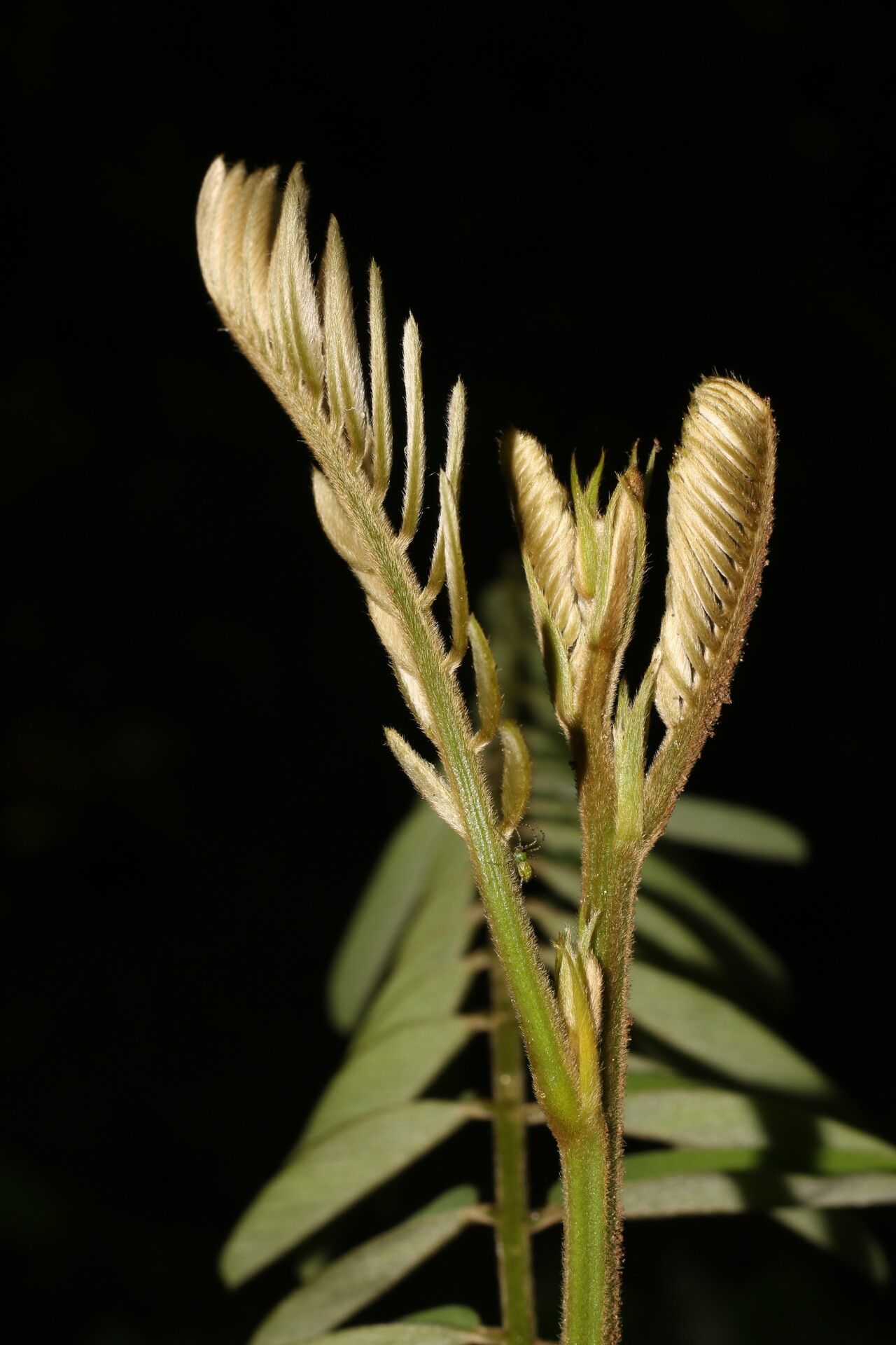 Tephrosia multifolia fruit