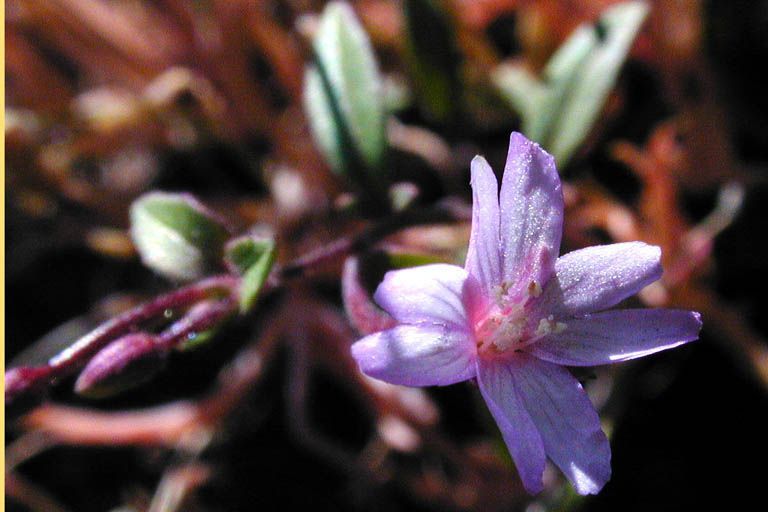 Epilobium minutum — search result for 'Epilobium'