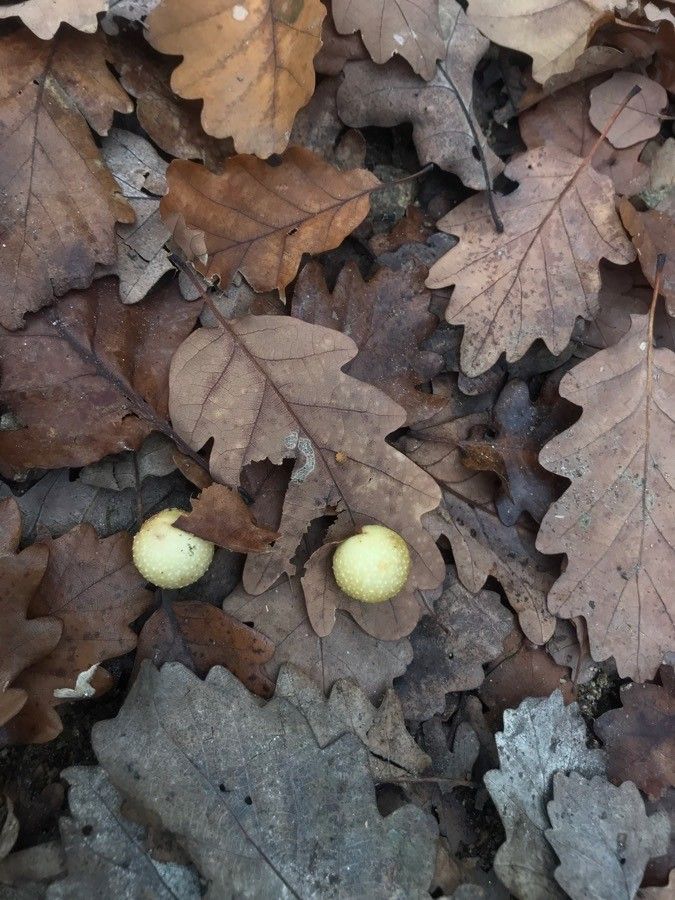Quercus canariensis fruit