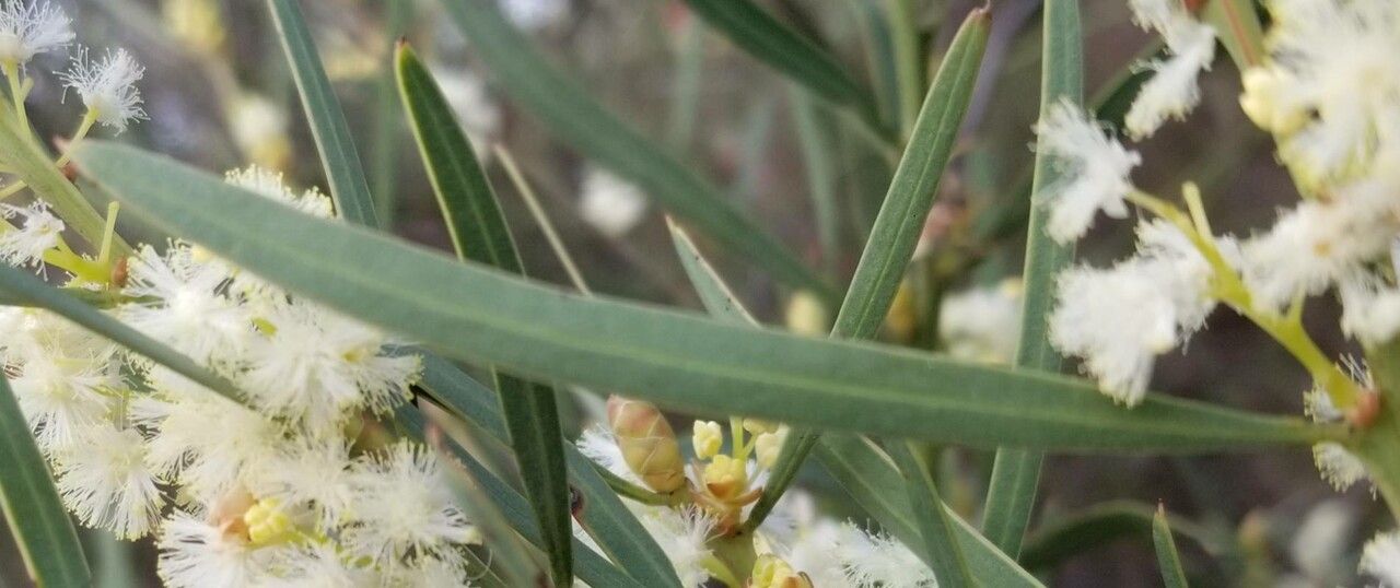 Acacia suaveolens — search result for 'Acacia'
