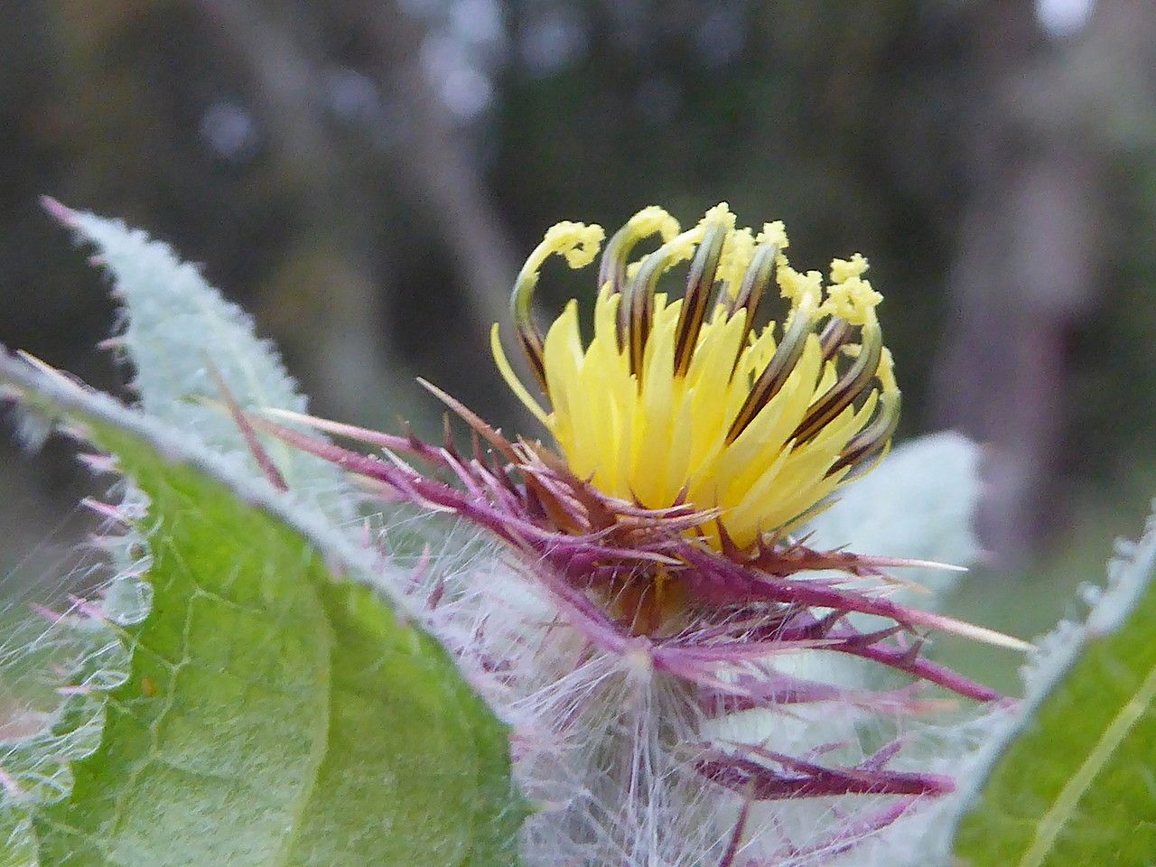 Centaurea benedicta flower