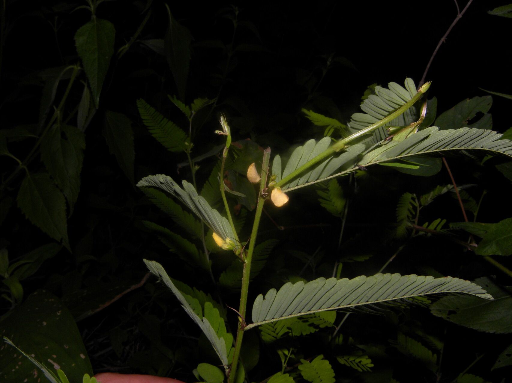 Aeschynomene fascicularis leaf