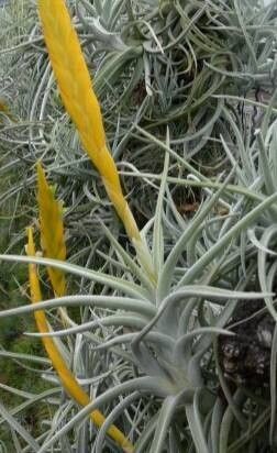 Tillandsia lotteae habit