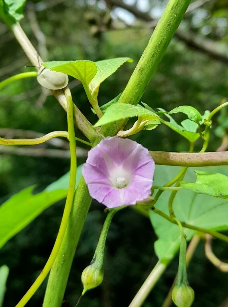 Ipomoea dumetorum flower