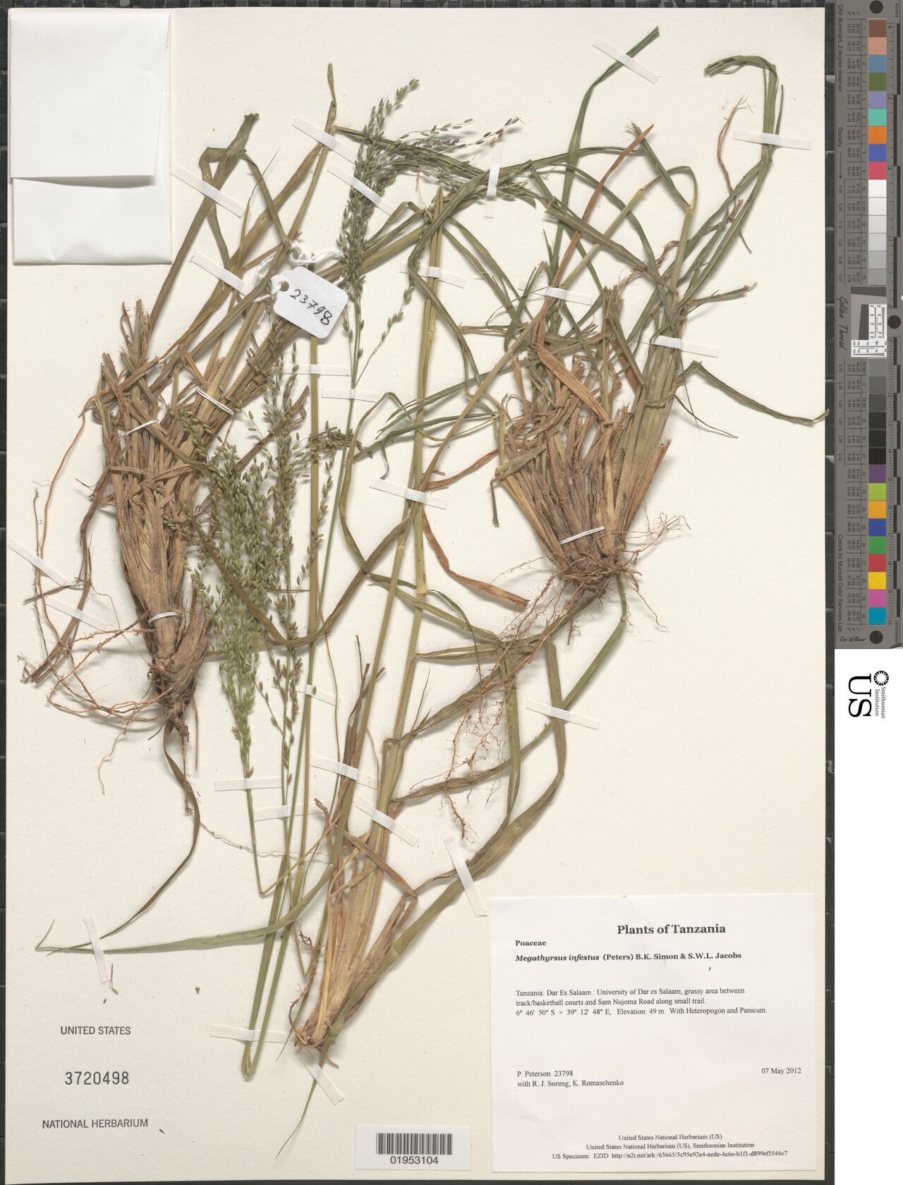 Megathyrsus infestus — related species from the same genus