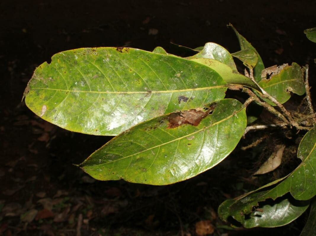Aniba venezuelana — search result for 'Lauraceae'