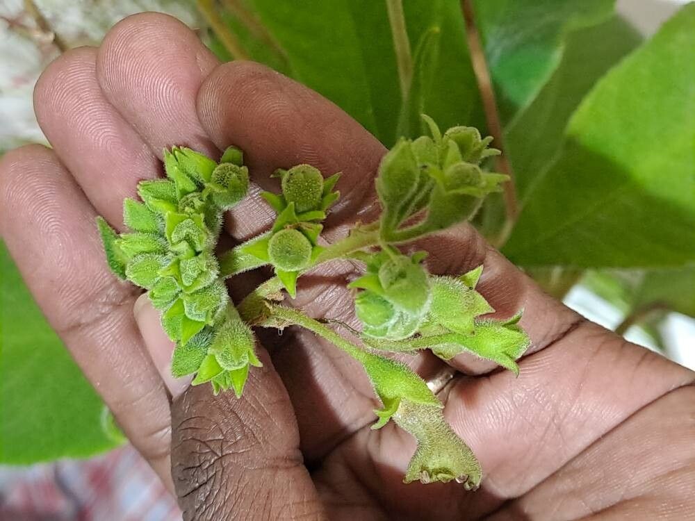 Sinningia incarnata fruit