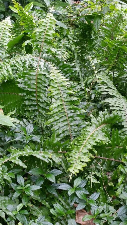 Nephrolepis hirsutula leaf