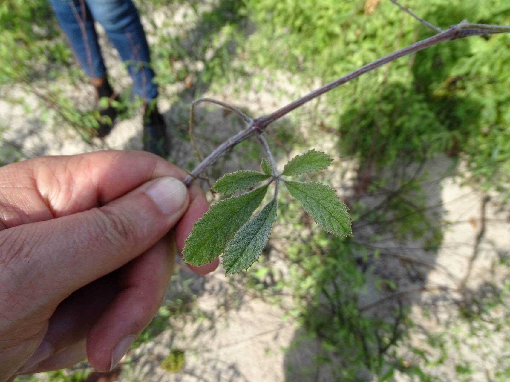 Ampelocissus obtusata — houseplant care guide