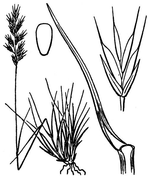 Festuca alpina other