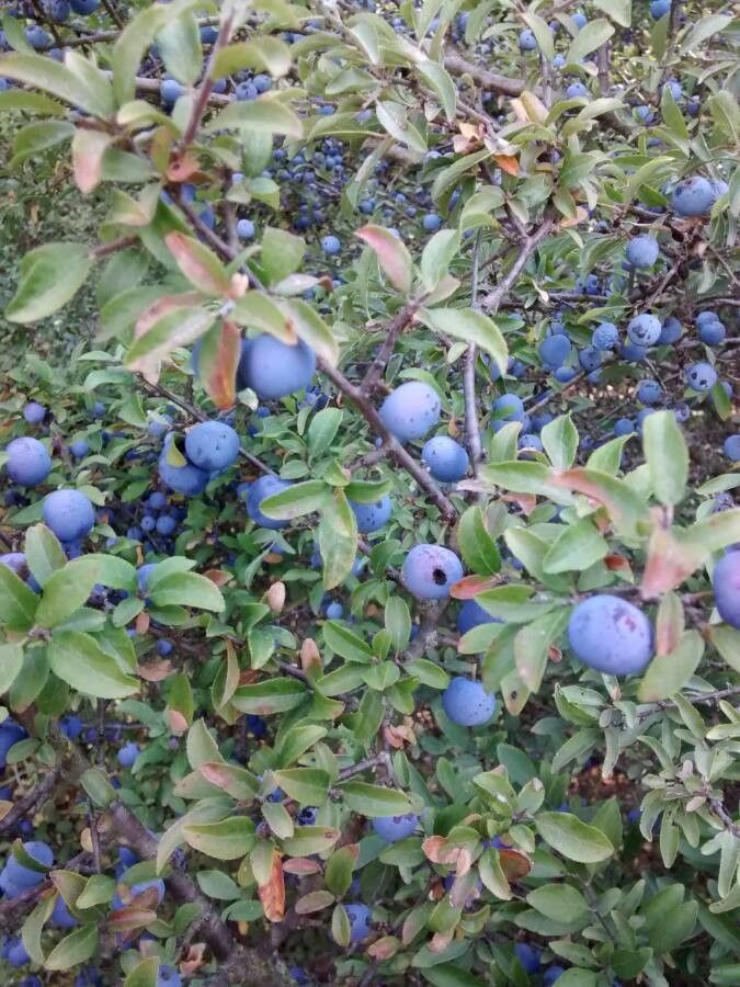 Vaccinium uliginosum fruit